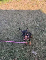 Chanel, a female Chihuahua for sale in Fountain Valley, CA – Photo 2 of 4