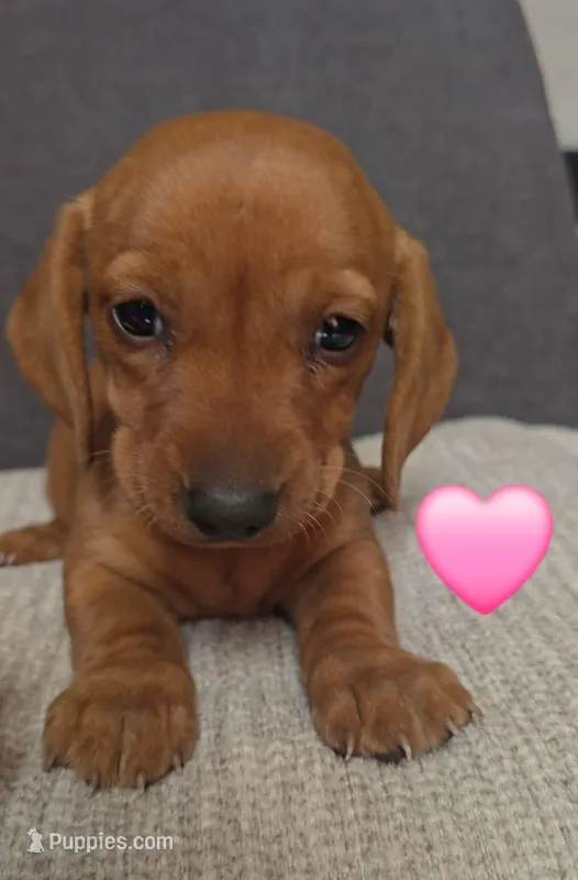 Cinammon – Dachshund puppy for sale in Garden Grove, CA