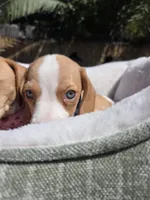 Blue , a male Beagle for sale in Garden Grove, CA – Photo 6 of 8