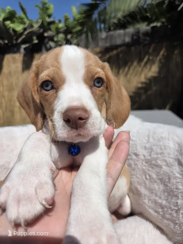 Blue  – Beagle puppy for sale in Garden Grove, CA