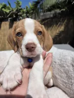 Blue , a male Beagle for sale in Garden Grove, CA – Photo 1 of 8