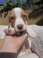 Blue , a male Beagle for sale in Garden Grove, CA – Photo 3 of 8