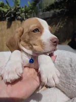 Blue , a male Beagle for sale in Garden Grove, CA – Photo 2 of 8