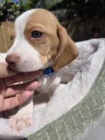 Blue , a male Beagle for sale in Garden Grove, CA – Photo 8 of 8