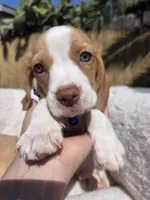 Blue , a male Beagle for sale in Garden Grove, CA – Photo 5 of 8