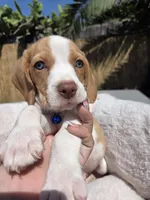 Blue , a male Beagle for sale in Garden Grove, CA – Photo 4 of 8