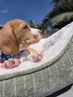 Blue , a male Beagle for sale in Garden Grove, CA – Photo 7 of 8