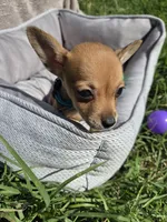 Coffee, a male Chihuahua for sale in Fountain Valley, CA – Photo 1 of 6