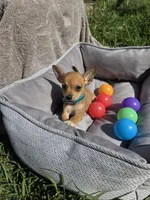 Coffee, a male Chihuahua for sale in Fountain Valley, CA – Photo 5 of 6