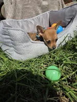 Coffee, a male Chihuahua for sale in Fountain Valley, CA – Photo 3 of 6