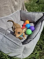 Coffee, a male Chihuahua for sale in Fountain Valley, CA – Photo 4 of 6