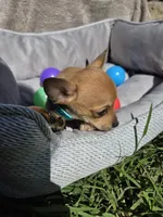 Coffee, a male Chihuahua for sale in Fountain Valley, CA – Photo 2 of 6