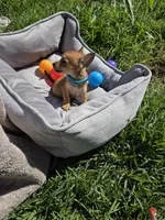 Coffee, a male Chihuahua for sale in Fountain Valley, CA – Photo 6 of 6