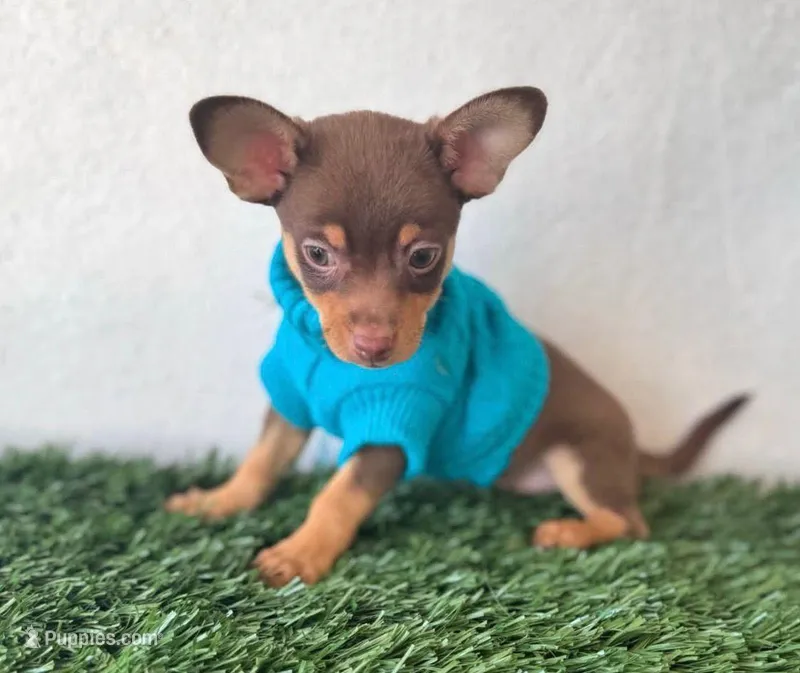 Resses – Chihuahua puppy for sale in Fountain Valley, CA