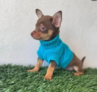 Resses, a male Chihuahua for sale in Fountain Valley, CA – Photo 2 of 3