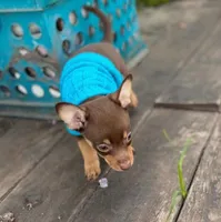 Resses, a male Chihuahua for sale in Fountain Valley, CA – Photo 3 of 3