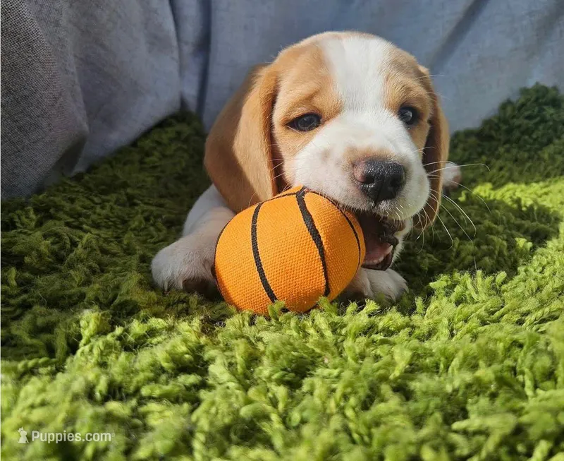 Lemon – Beagle puppy for sale in Garden Grove, CA