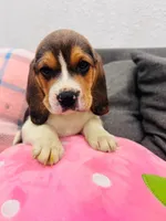 processed/07ac51bb-d6bc-41b7-9efe-d4a0abc67c96/listing/3d436cf8-b4b7-4fa8-a0c3-58c66b5b8976/2ea726d1-83a8-4bbc-84b8-59024a2171d4