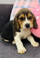 processed/07ac51bb-d6bc-41b7-9efe-d4a0abc67c96/listing/3d436cf8-b4b7-4fa8-a0c3-58c66b5b8976/363b8ba2-fed8-4815-8716-af57fdcde7c5