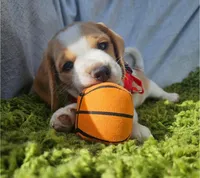 processed/07ac51bb-d6bc-41b7-9efe-d4a0abc67c96/listing/3e3c7f7f-638a-4699-a3e0-8d9efb78f7c3/0c5f4bb0-c111-4313-b129-2cbed7246941