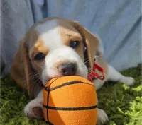 processed/07ac51bb-d6bc-41b7-9efe-d4a0abc67c96/listing/3e3c7f7f-638a-4699-a3e0-8d9efb78f7c3/5765dbaa-84d4-4ad2-9d9a-fff75f890850