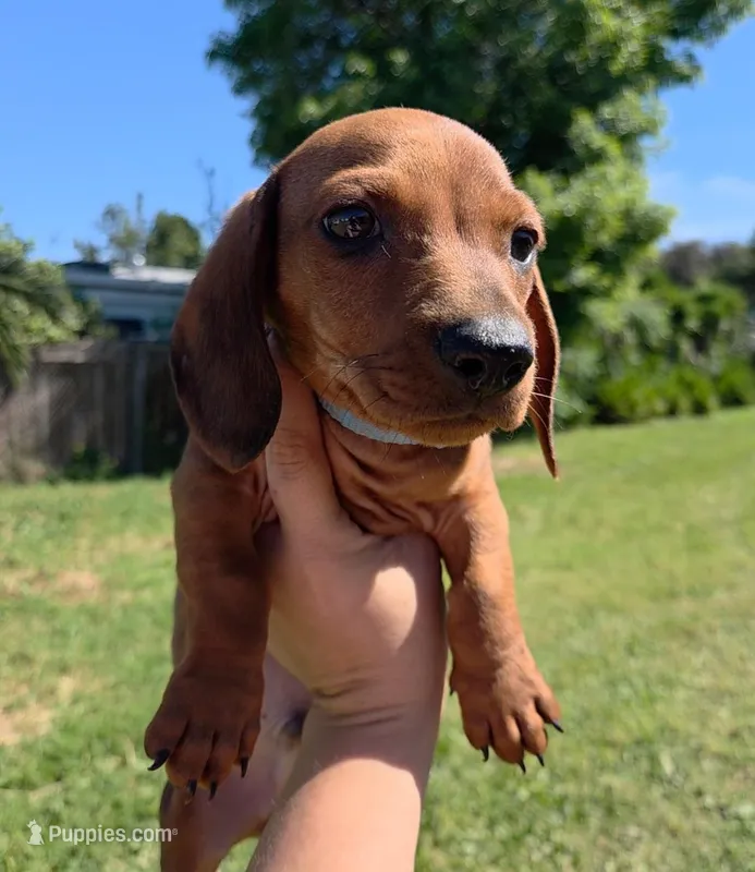 Whisky – Dachshund puppy for sale in Fountain Valley, CA