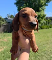 Whisky, a male Dachshund for sale in Fountain Valley, CA – Photo 1 of 2