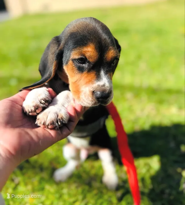 LOKI – Beagle puppy for sale in Garden Grove, CA