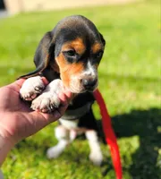 LOKI, a male Beagle for sale in Garden Grove, CA – Photo 1 of 2