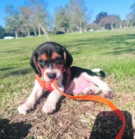 LOKI, a male Beagle for sale in Garden Grove, CA – Photo 2 of 2