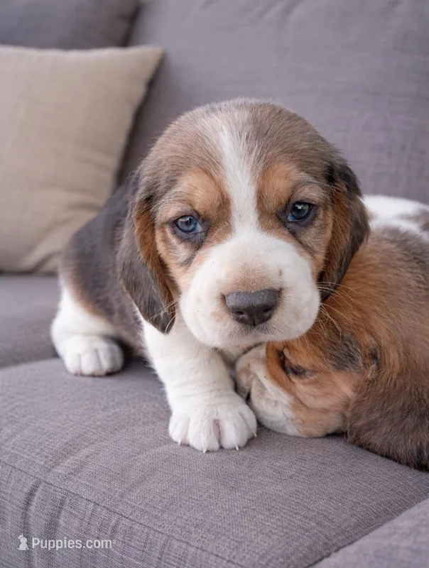 Ready march 30 – Beagle puppy for sale in Fountain Valley, CA