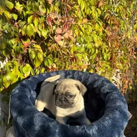 Mawi, a male Pug for sale in Garden Grove, CA – Photo 5 of 5