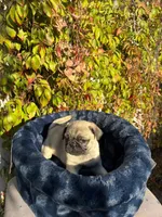 Mawi, a male Pug for sale in Fountain Valley, CA – Photo 5 of 5