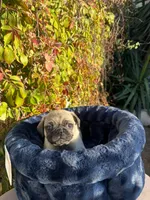 Mawi, a male Pug for sale in Fountain Valley, CA – Photo 2 of 5