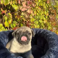 Mawi, a male Pug for sale in Garden Grove, CA – Photo 3 of 5