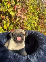 Mawi, a male Pug for sale in Fountain Valley, CA – Photo 3 of 5