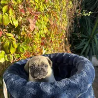 Mawi, a male Pug for sale in Garden Grove, CA – Photo 4 of 5