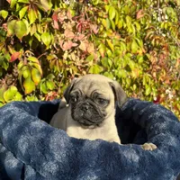 Mawi, a male Pug for sale in Garden Grove, CA – Photo 1 of 5