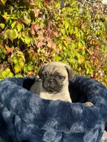 Mawi, a male Pug for sale in Fountain Valley, CA – Photo 1 of 5