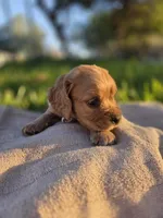 Brisa, a female English Cocker Spaniel for sale in Fountain Valley, CA – Photo 5 of 6