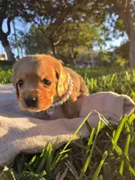 Brisa, a female English Cocker Spaniel for sale in Fountain Valley, CA – Photo 3 of 6