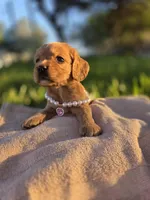 Brisa, a female English Cocker Spaniel for sale in Fountain Valley, CA – Photo 6 of 6