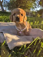 Brisa, a female English Cocker Spaniel for sale in Fountain Valley, CA – Photo 4 of 6