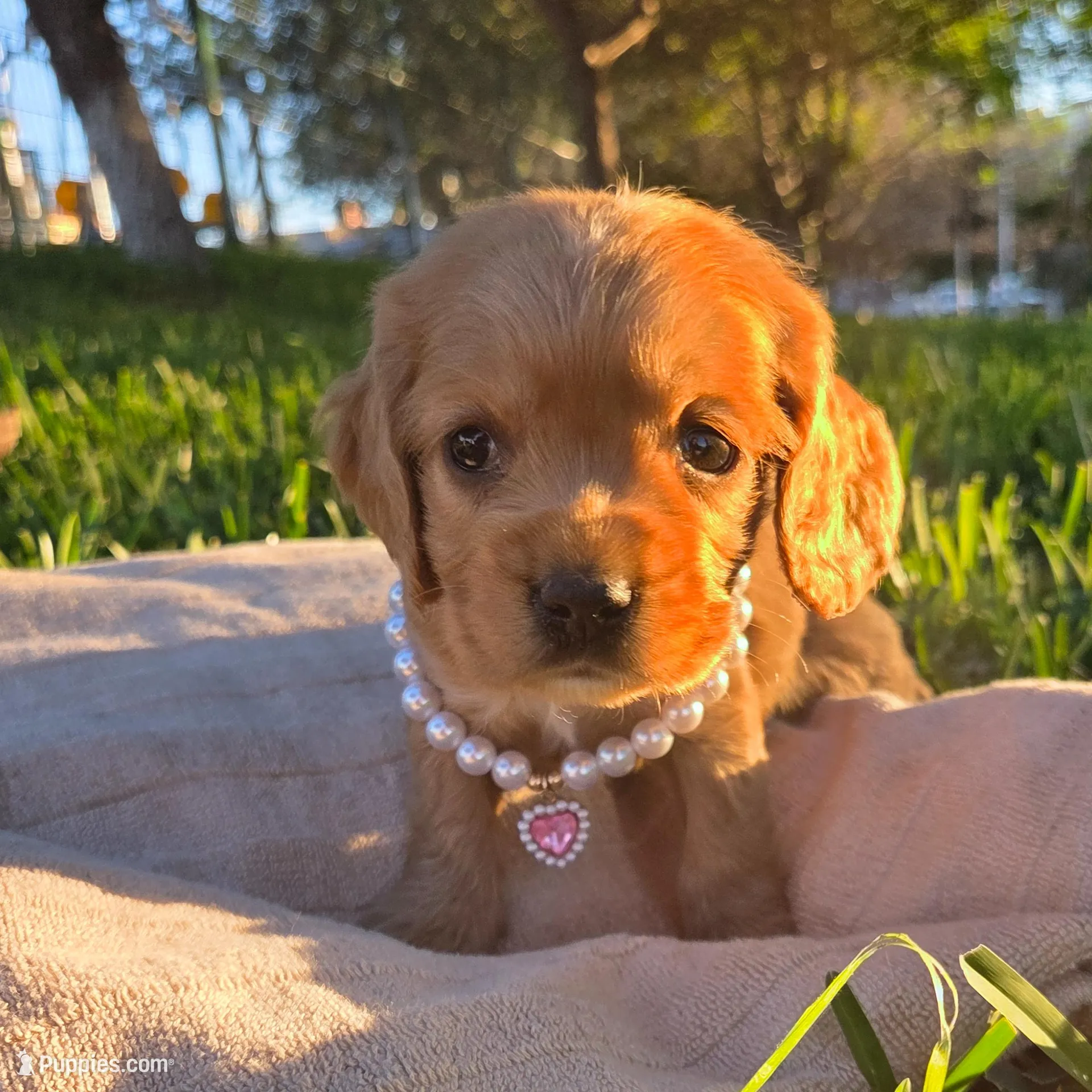 Brisa, a female English Cocker Spaniel for sale in Fountain Valley, CA – Photo 1 of 6