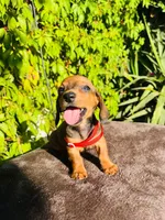 Matew, a male Miniature Dachshund for sale in Fountain Valley, CA – Photo 2 of 2