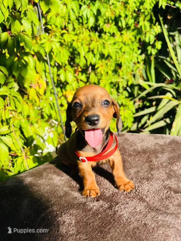 Matew – Miniature Dachshund puppy for sale in Fountain Valley, CA