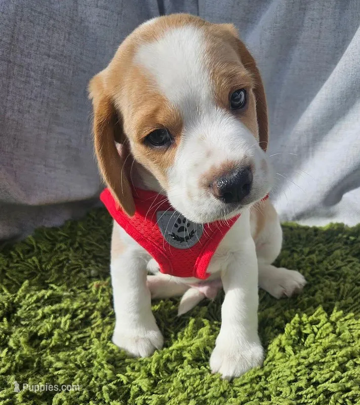 Chesse – Beagle puppy for sale in Garden Grove, CA