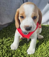 Chesse, a male Beagle for sale in Garden Grove, CA – Photo 2 of 3