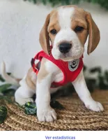 Chesse, a male Beagle for sale in Garden Grove, CA – Photo 3 of 3