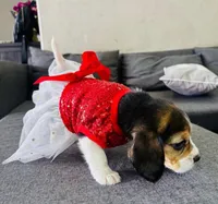 Luna, a female Beagle for sale in Garden Grove, CA – Photo 3 of 3